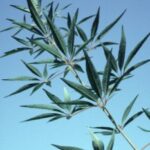 Liście Vitex agnus castus