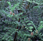 Glycyrrhiza glabra w stanie naturalnym