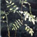 Glycyrrhiza glabra - jak wygląda Lukrecja gładka