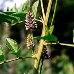 Glycyrrhiza glabra w stanie naturalnym