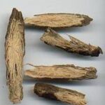 korzeń Glycyrrhiza glabra