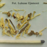 korzeń Glycyrrhiza glabra