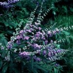 Kwiaty Vitex agnus castus