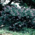 Vitex agnus castus w środowisku naturalnym
