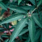 Liscie Vitex agnus castus