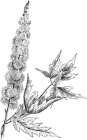 Kwiaty i liście Cimicifuga racemosa