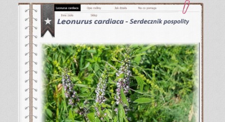 strona o Leonurus cardiaca - Serdecznik pospolity