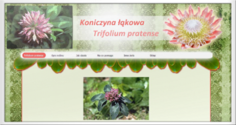 strona o Trifolium pratense - Koniczyna łąkowa