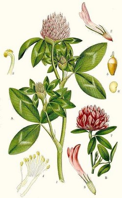 Rycina Trifolium pratense