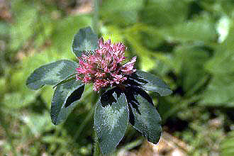 Trifolium pratense - Koniczyna łąkowa