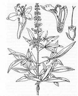 Kwiaty i owoce Vitex agnus castus