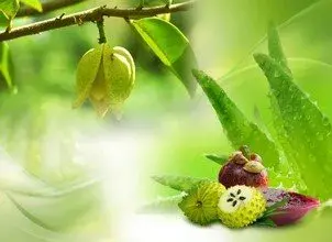 owoce grawioli i mangostanu