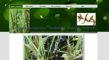 strona o Lycopus europaeus - Karbieniec pospolity (europejski)