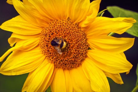 Pyłek roślinny - Pollen vegetalis